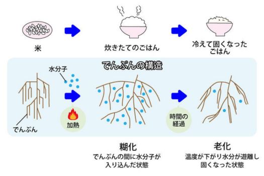 でんぷん　老化